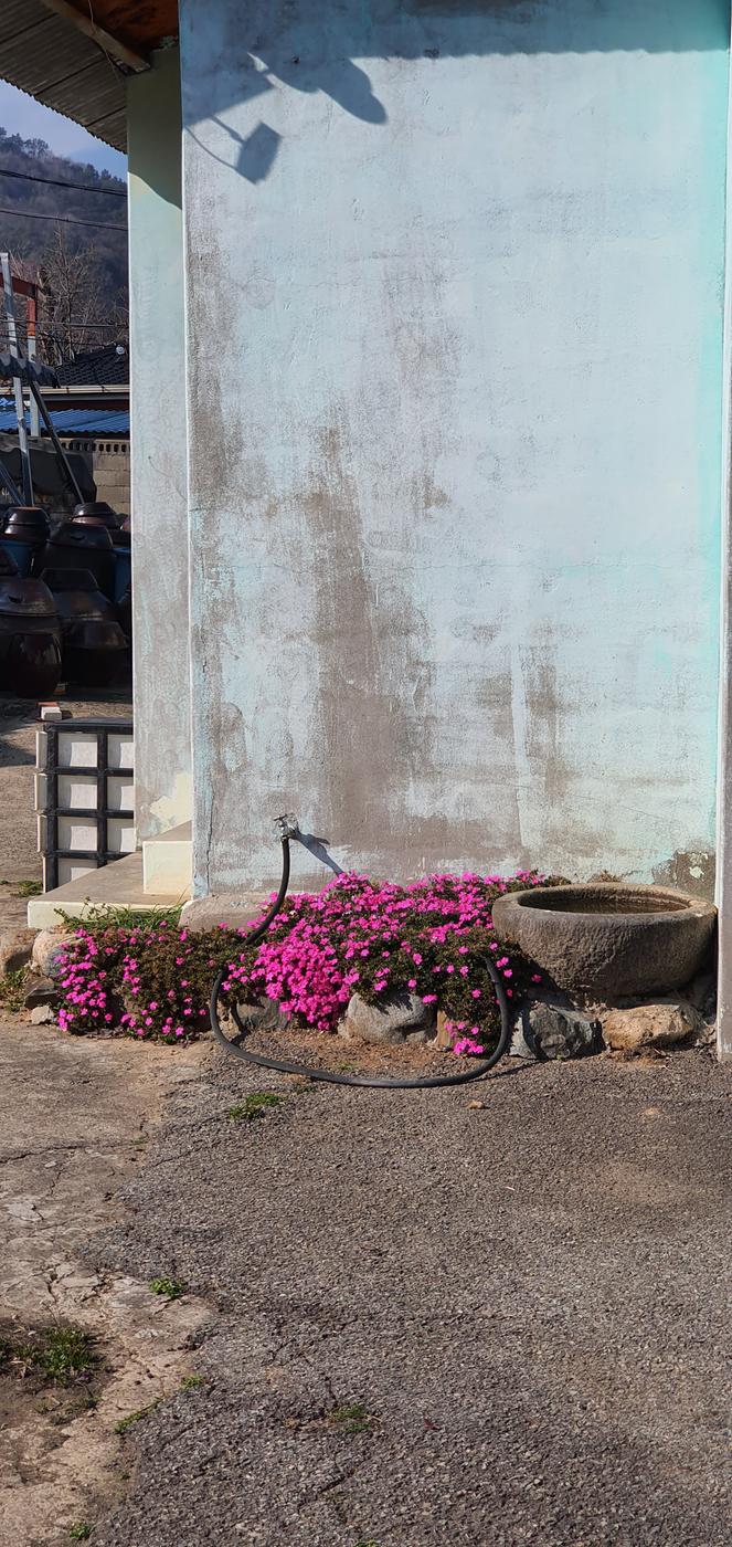 그래도 봄은 온다 반드시0