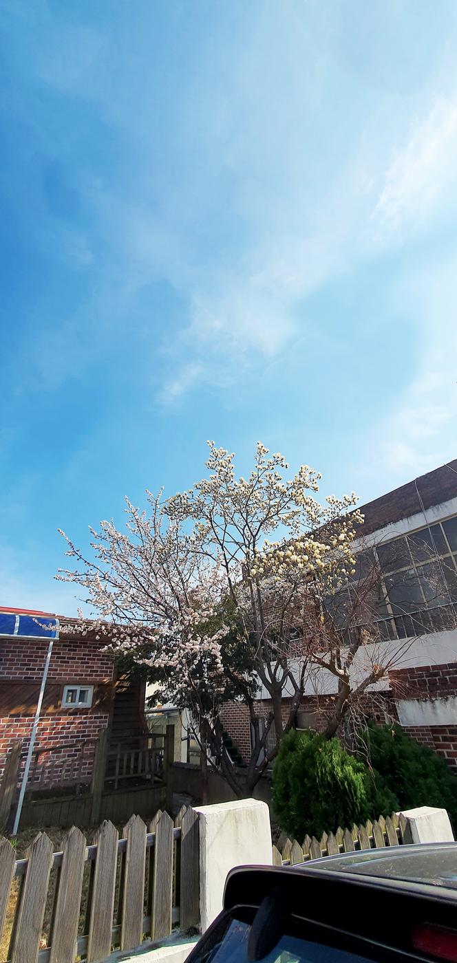 그래도 봄은 온다 반드시0