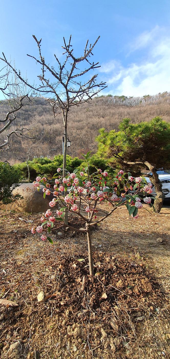그래도 봄은 온다 반드시0