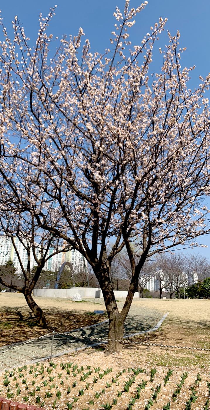 그래도 봄은 온다 반드시0