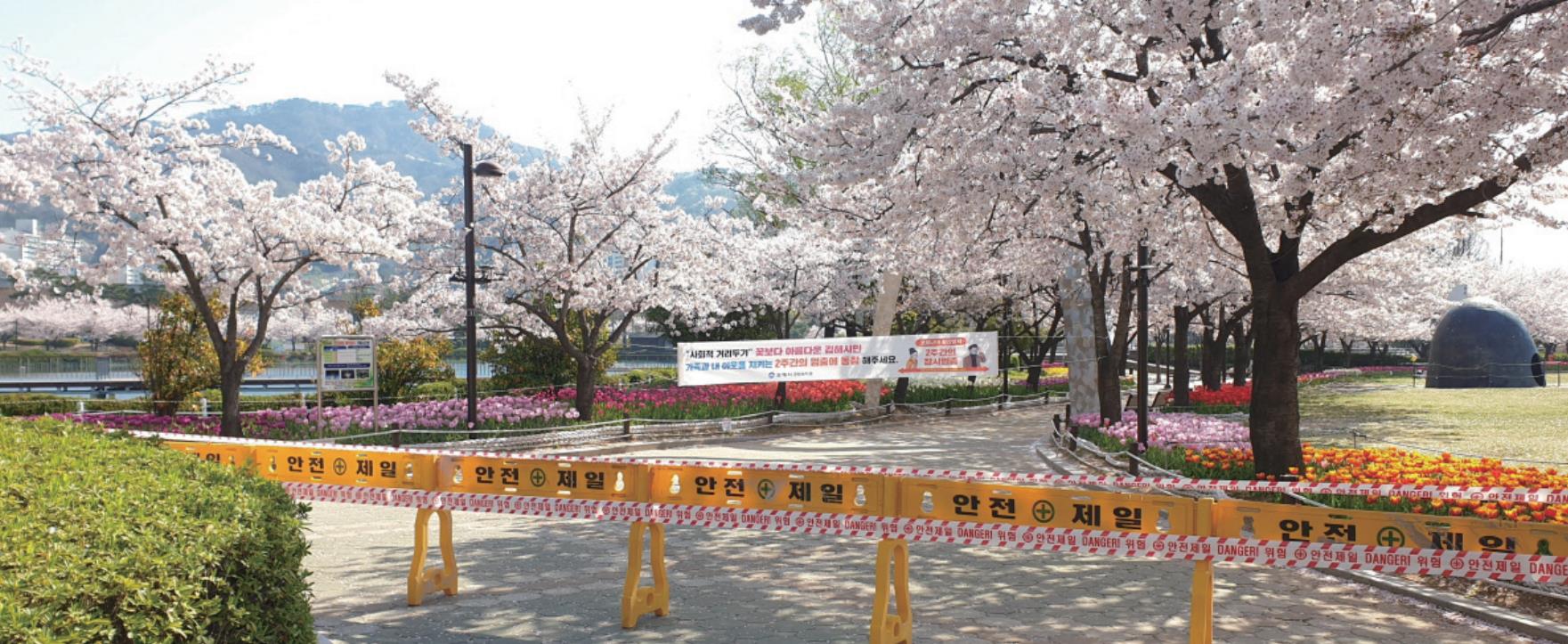 연지공원 벚꽃길 일시 폐쇠