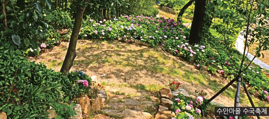 수안마을 수국축제