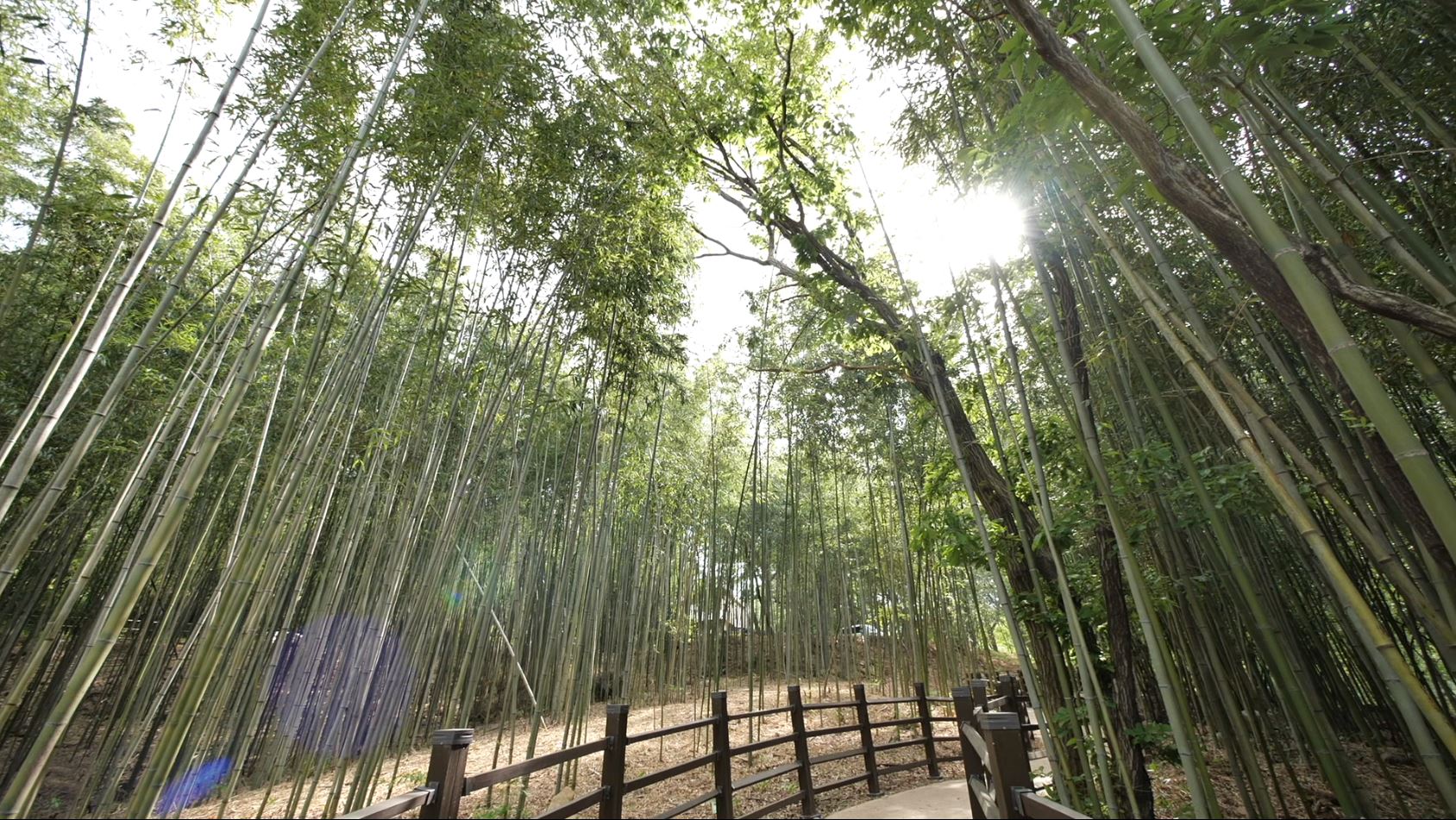 대청 대나무숲1