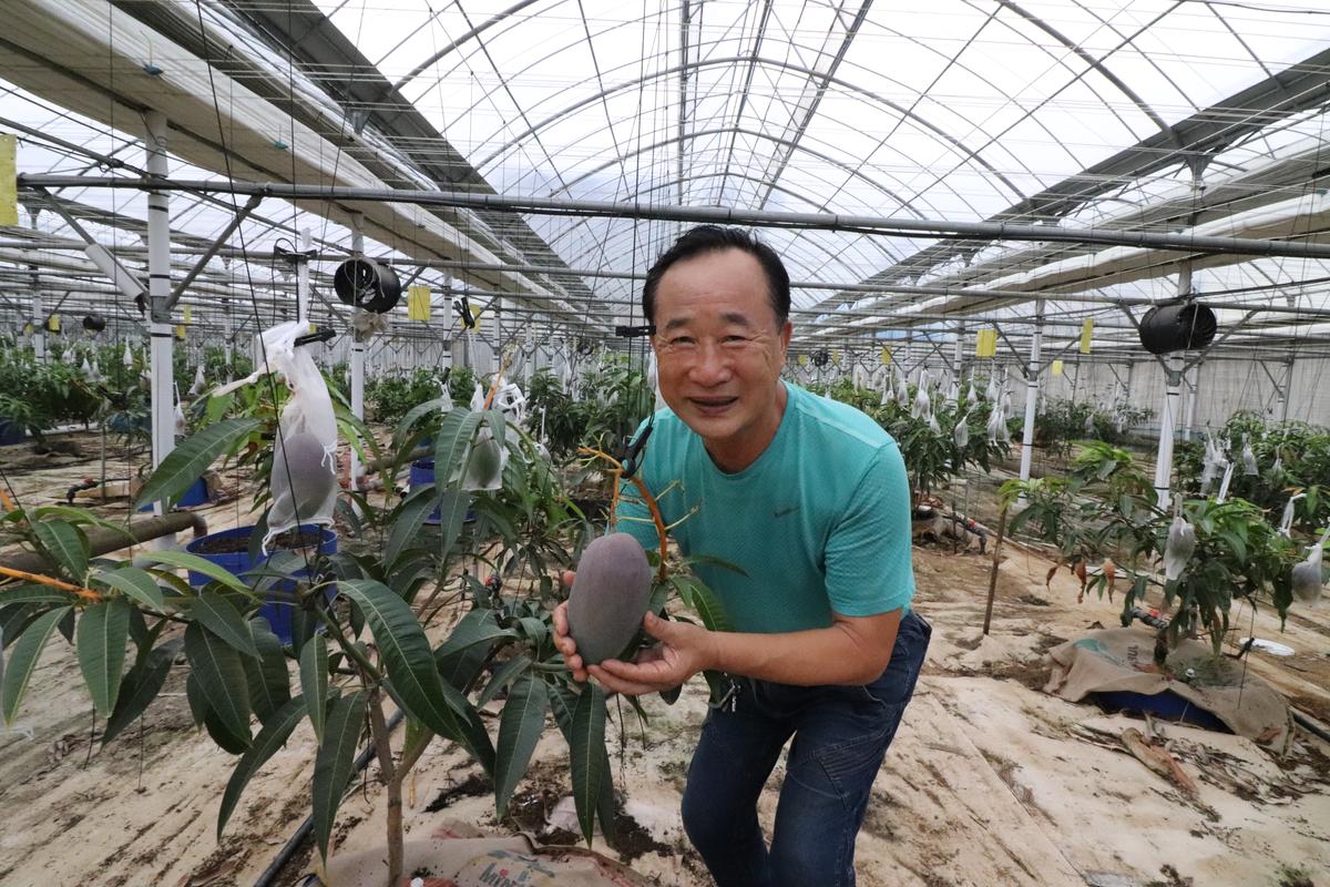 '메이드 인 김해' 애플망고1