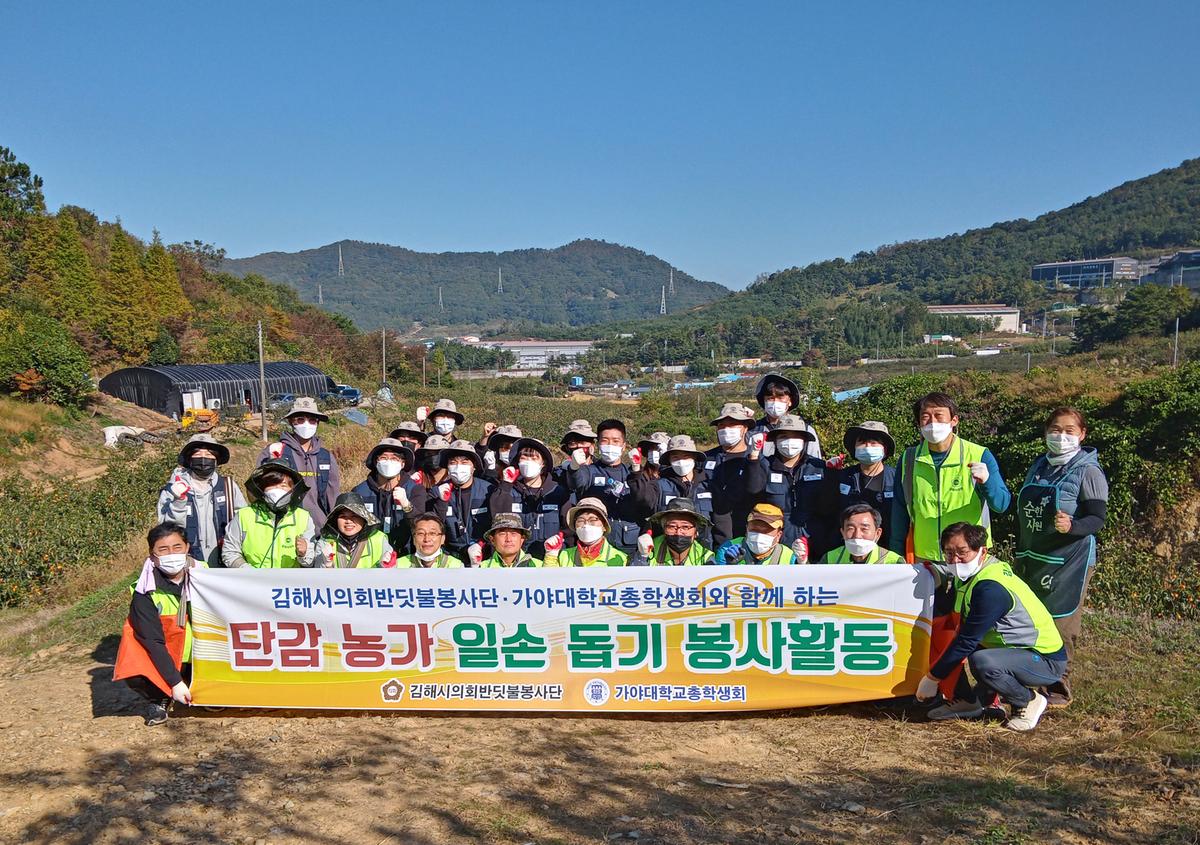 김해시의회 반딧불봉사단 단감 농가 일손 돕기0