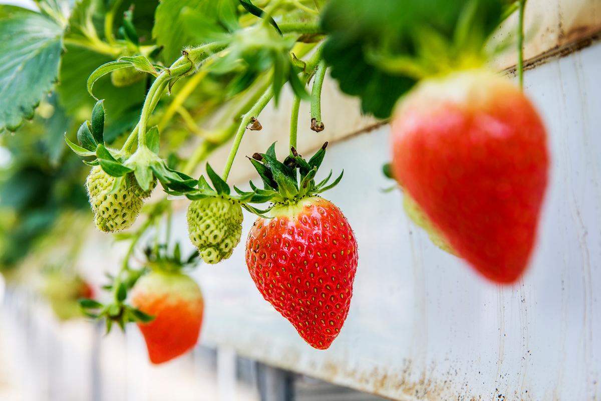 김해딸기 본격 출하 중0