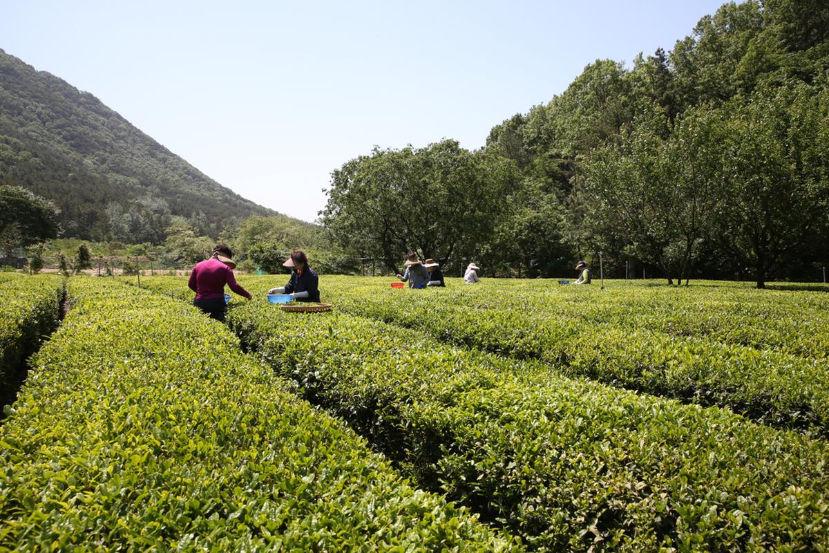 김해 장군차 수확 시작0