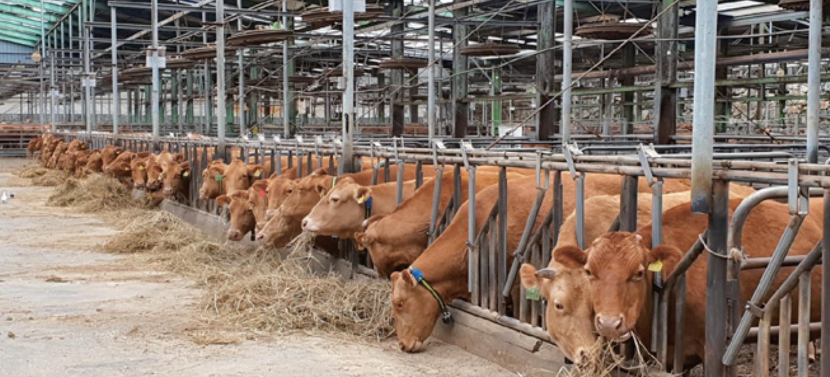 고품질 한우 생산 지원