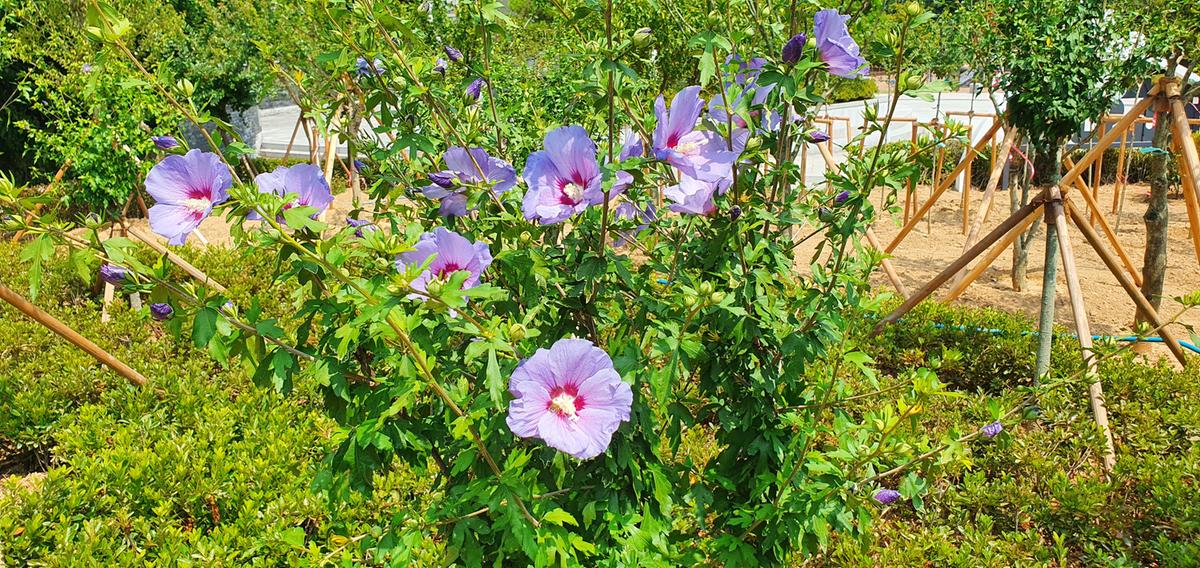김해시, 태극기 휘날리는 무궁화원 조성0