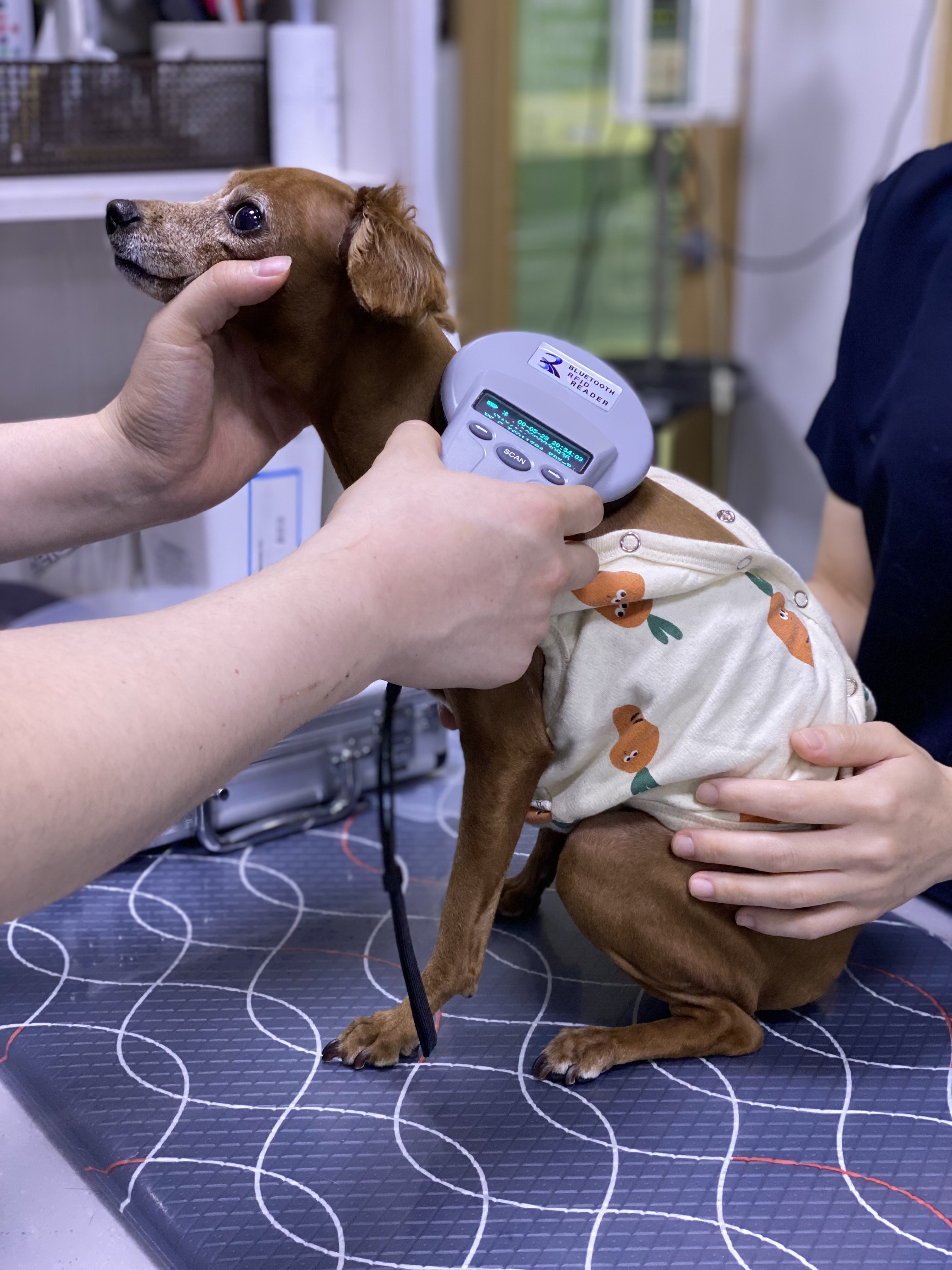 저소득층 반려동물 진료비 지원0