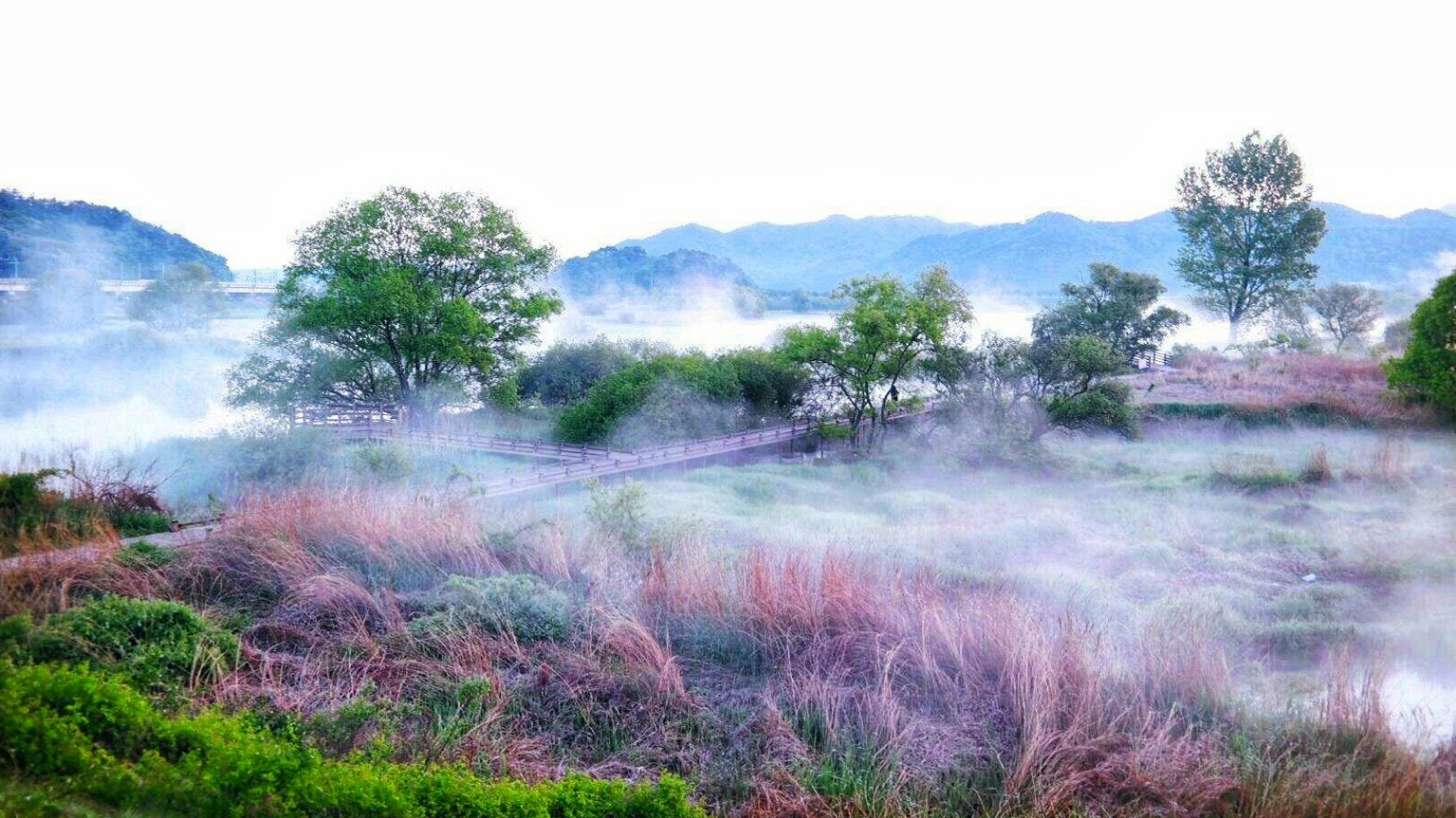 화포천습지 물억새와 갈대로 은빛 물결 장관0