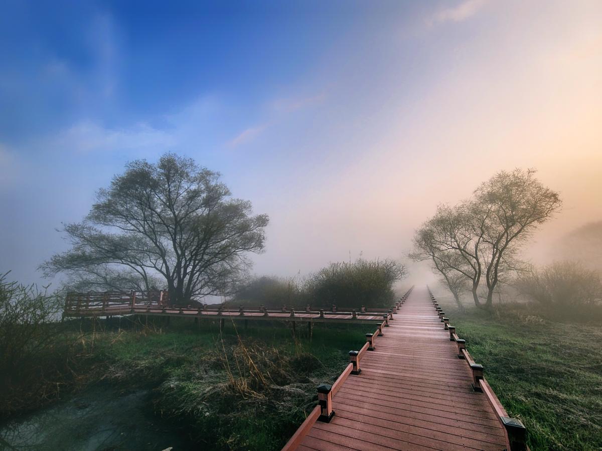 화포천습지 물억새와 갈대로 은빛 물결 장관0