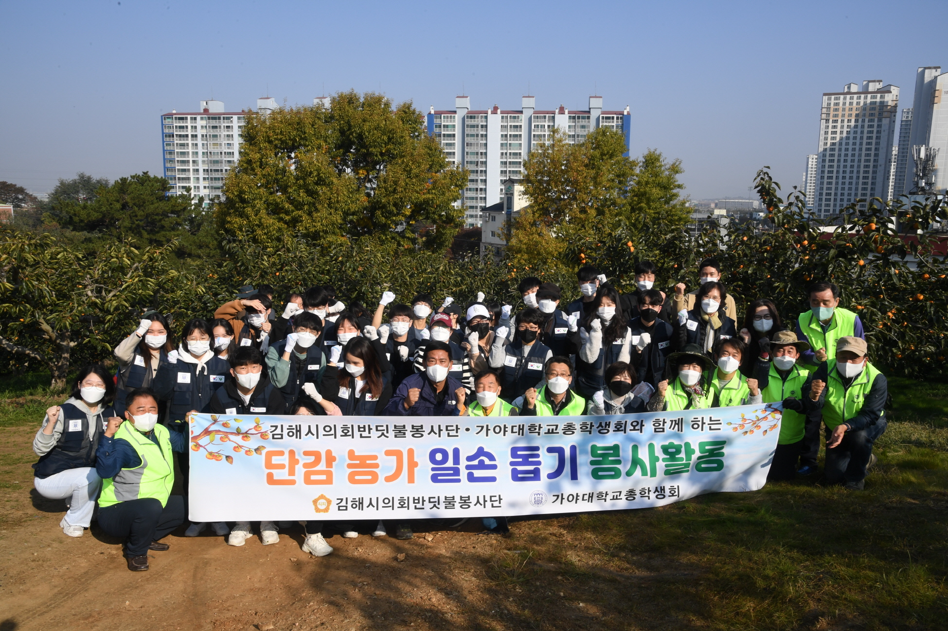 김해시의회 반딧불봉사단 가야대 총학생회와 단감농가 일손돕기0
