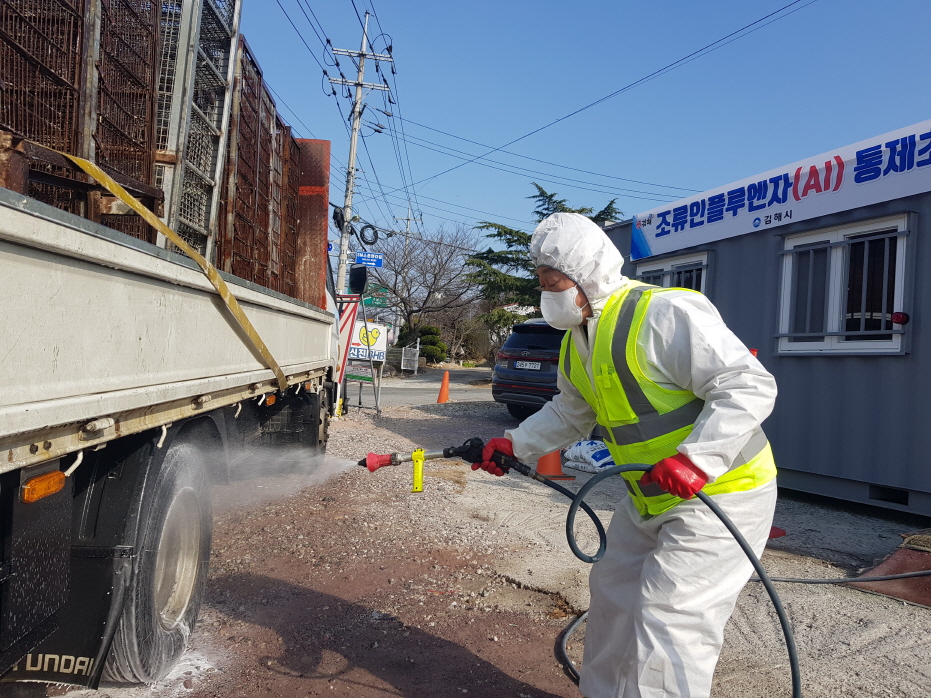 김해시, 고병원성 조류인플루엔자 차단 방역 총력0