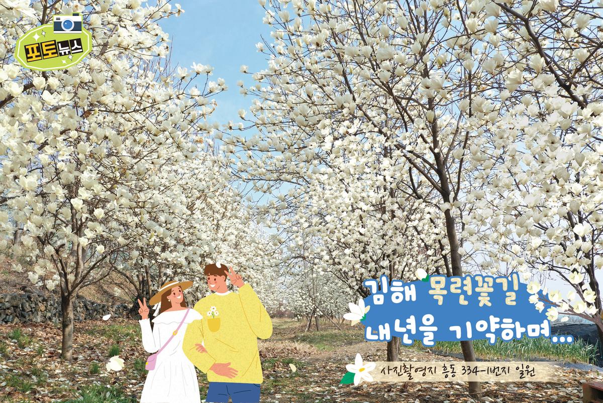 김해 목련꽃길 사진