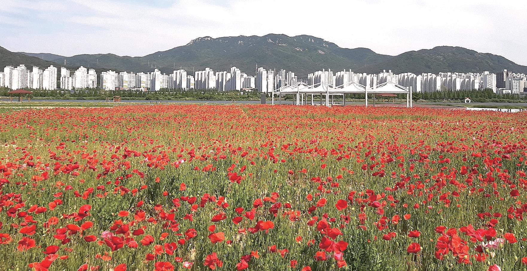 낙동강변 야생화 단지