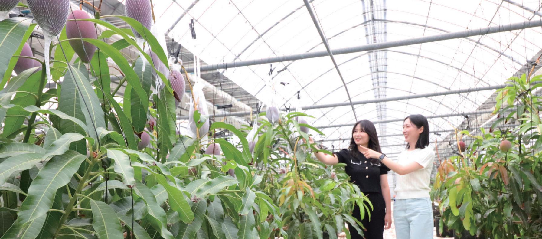 김해 애플망고 농장