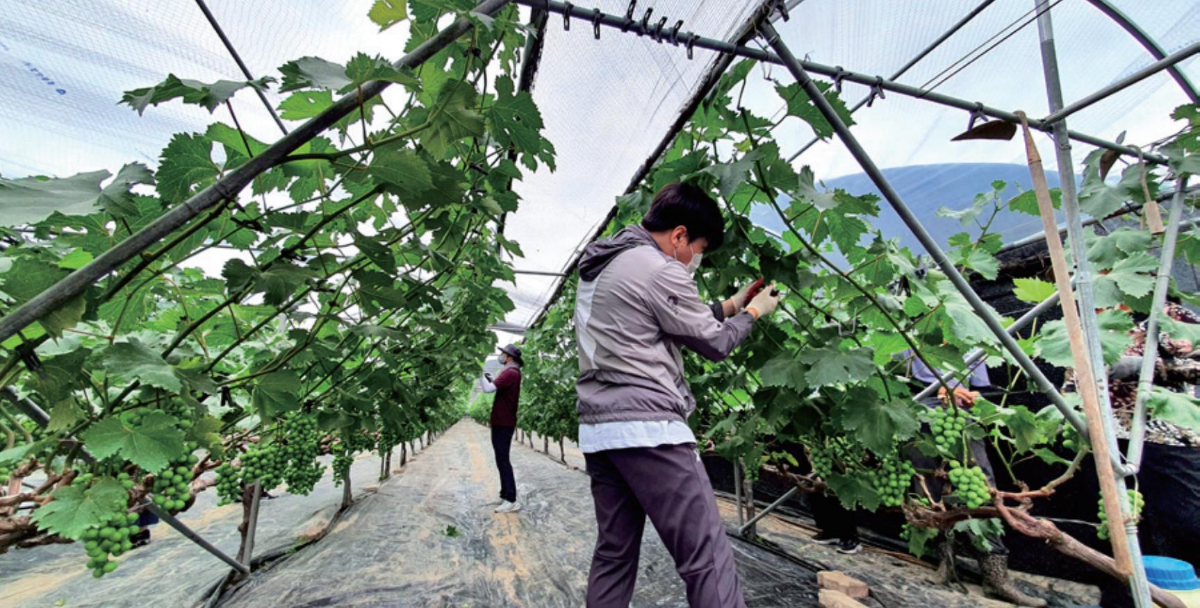 봄철 수확기 농촌 일손 돕기
