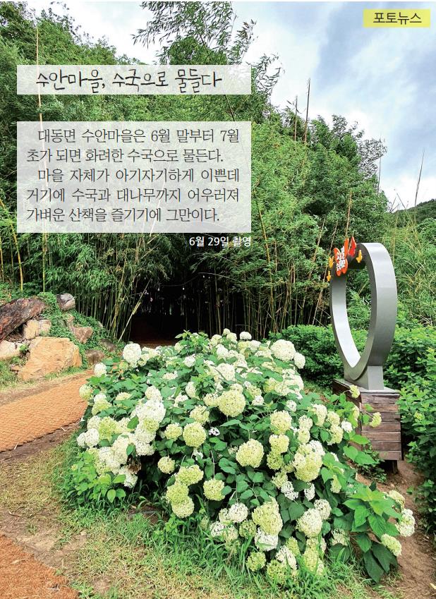 수안마을, 수국으로 물들다