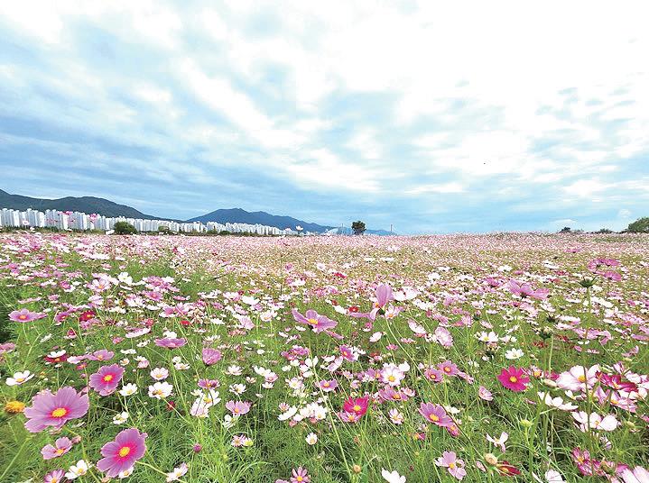 대동생태체육공원 코스모스 만개
