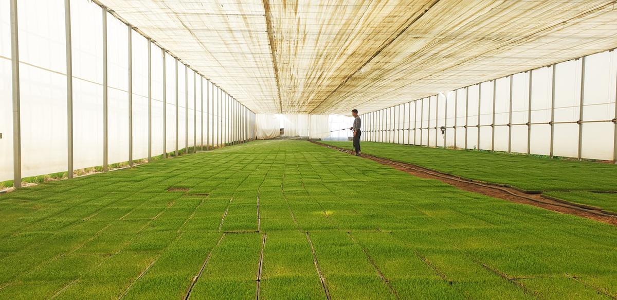 벼 정부 보급종 종자 구입비 일부 지원