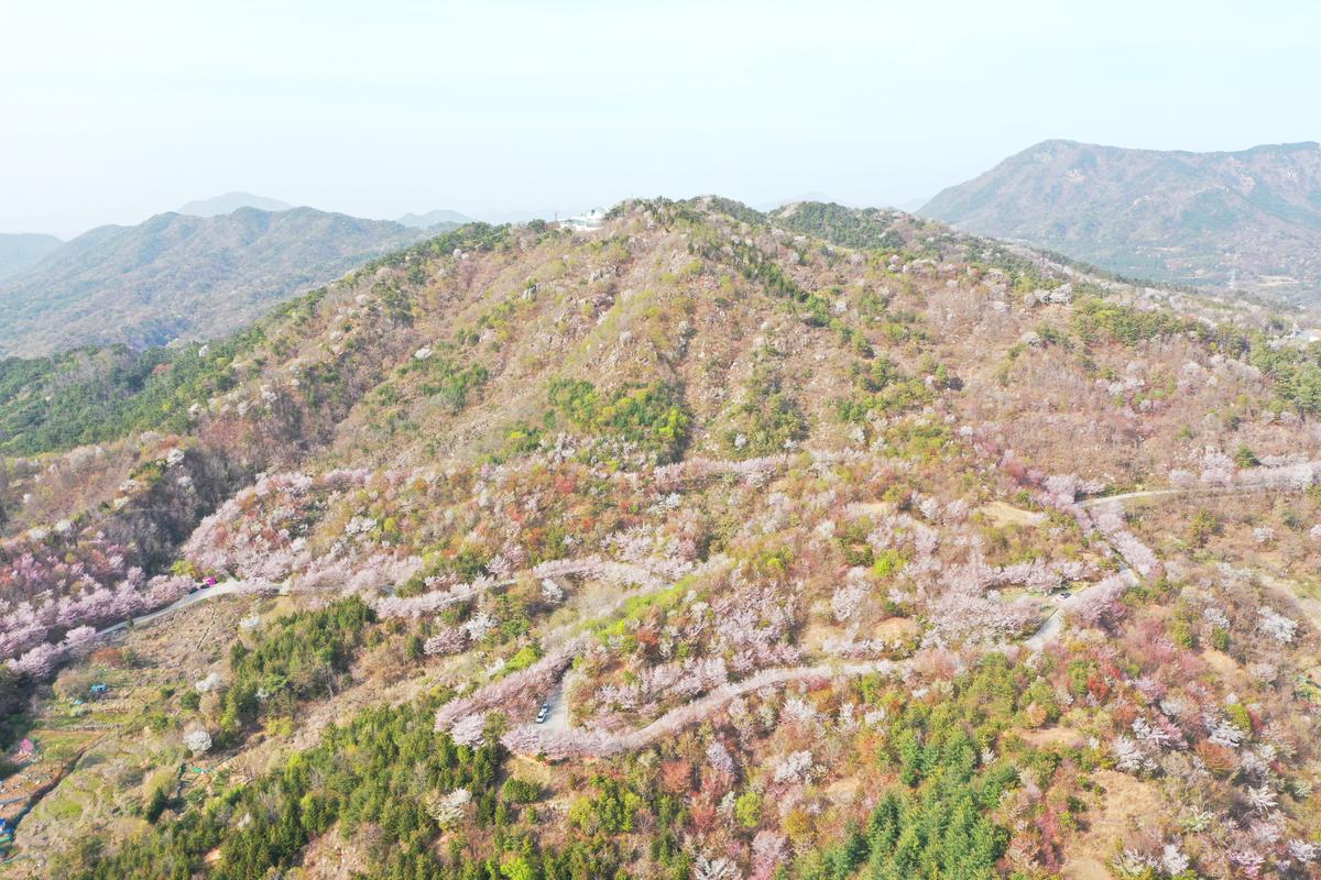 천문대 올라가는 임도