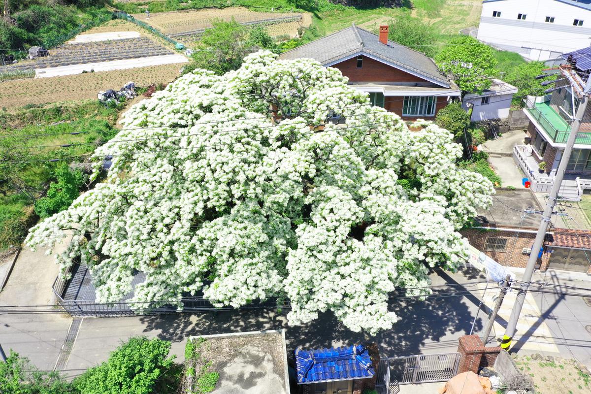 한림면 신천리 이팝나무