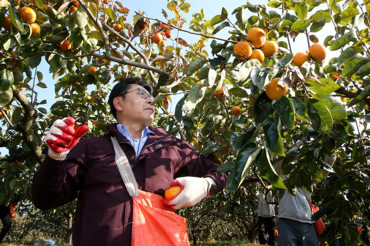 단감농가 일손돕기0