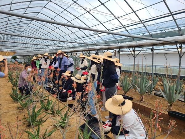 슬로에(한림알로에)2