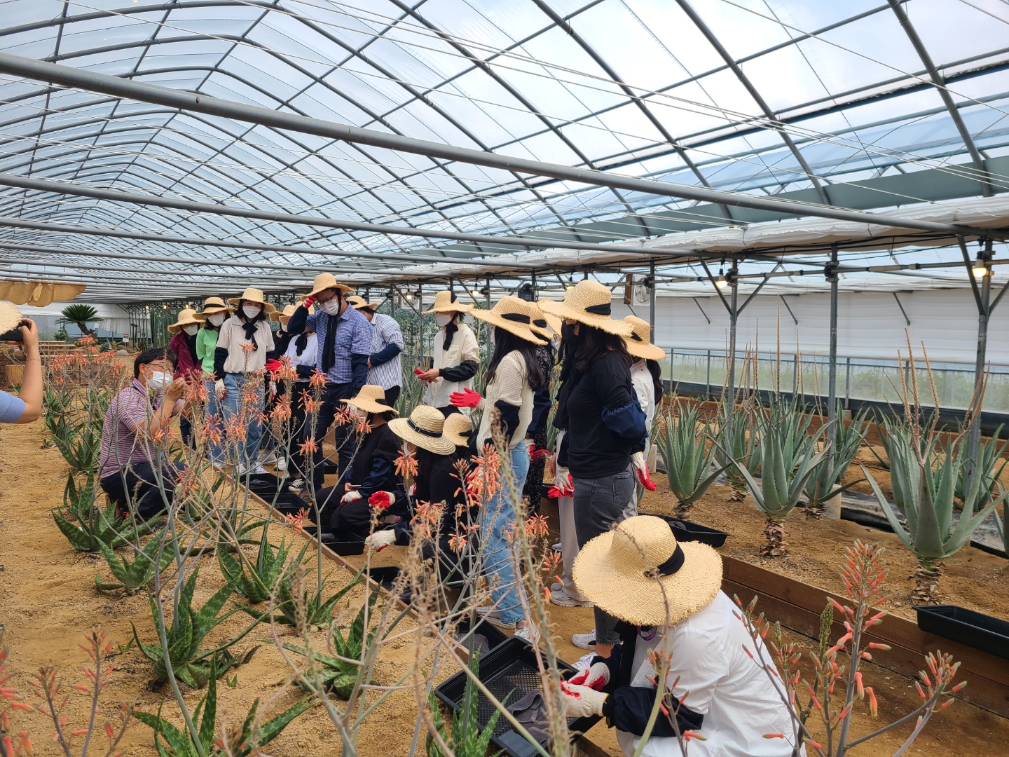 슬로에(한림알로에)2