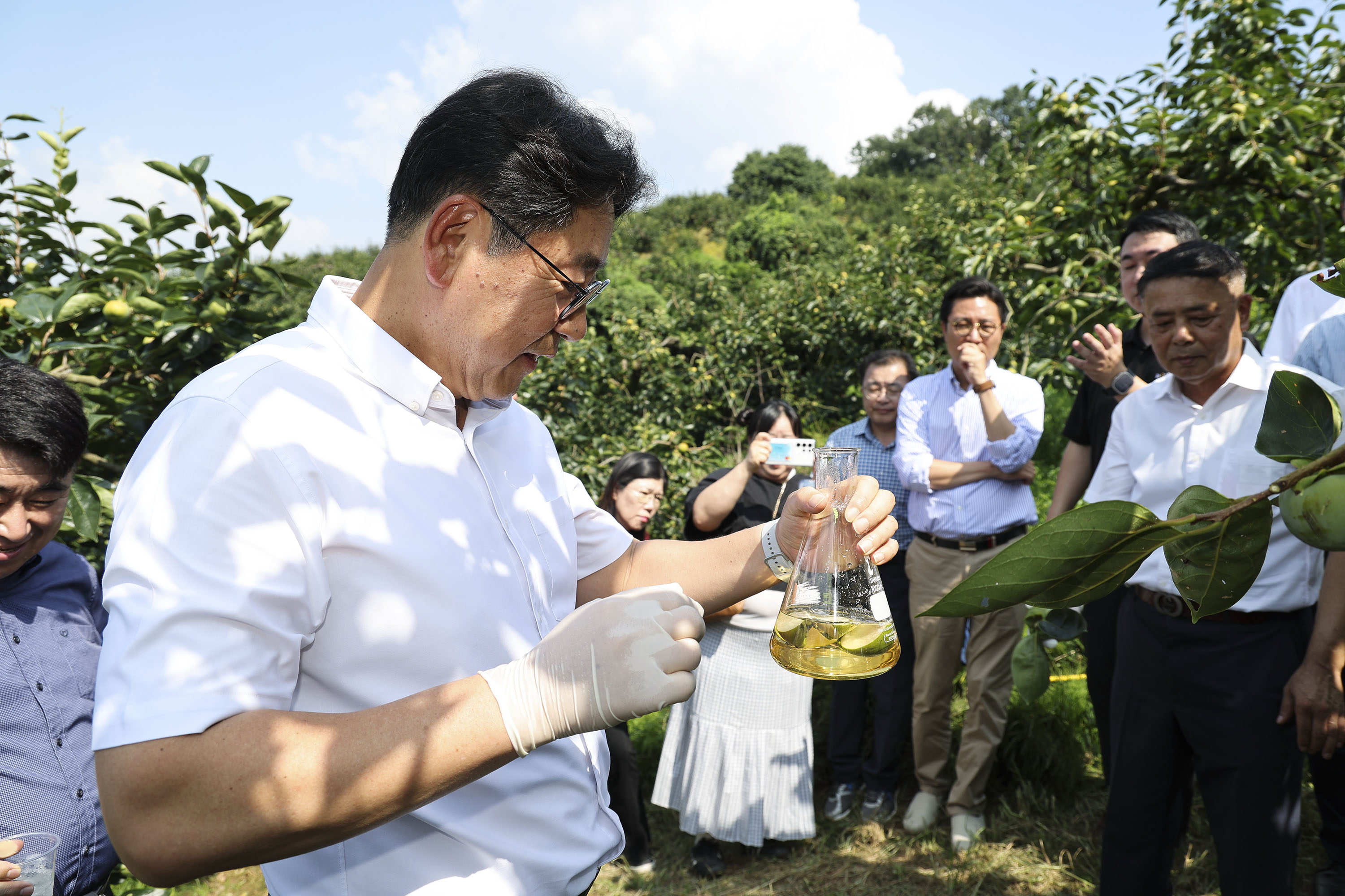 김해시는 진영단감 시배지에서 단감효모 채집 행사를 진행했다.