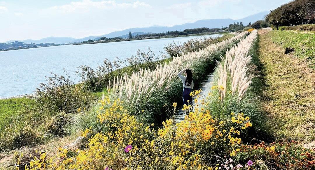 불암동 팜파스그라스