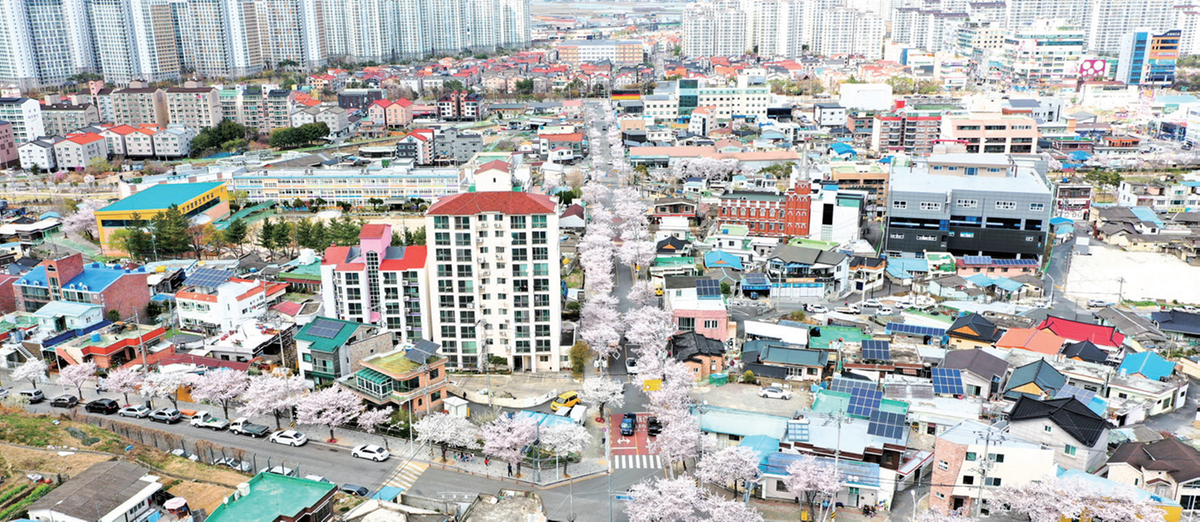 진영 찬새내골 벚꽃 축제