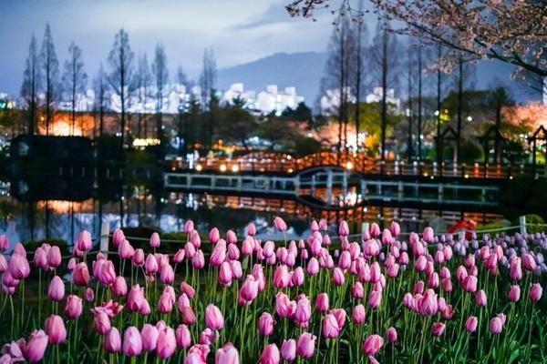 연지공원 튤립