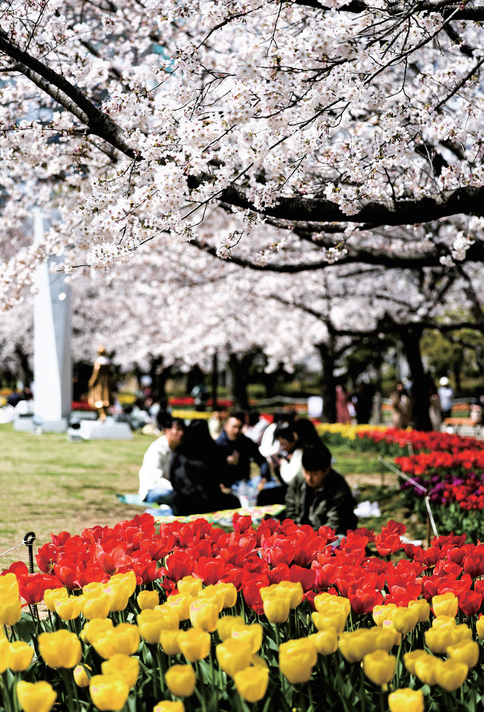 연지공원에 벚나무와 튤립이 만개하였다