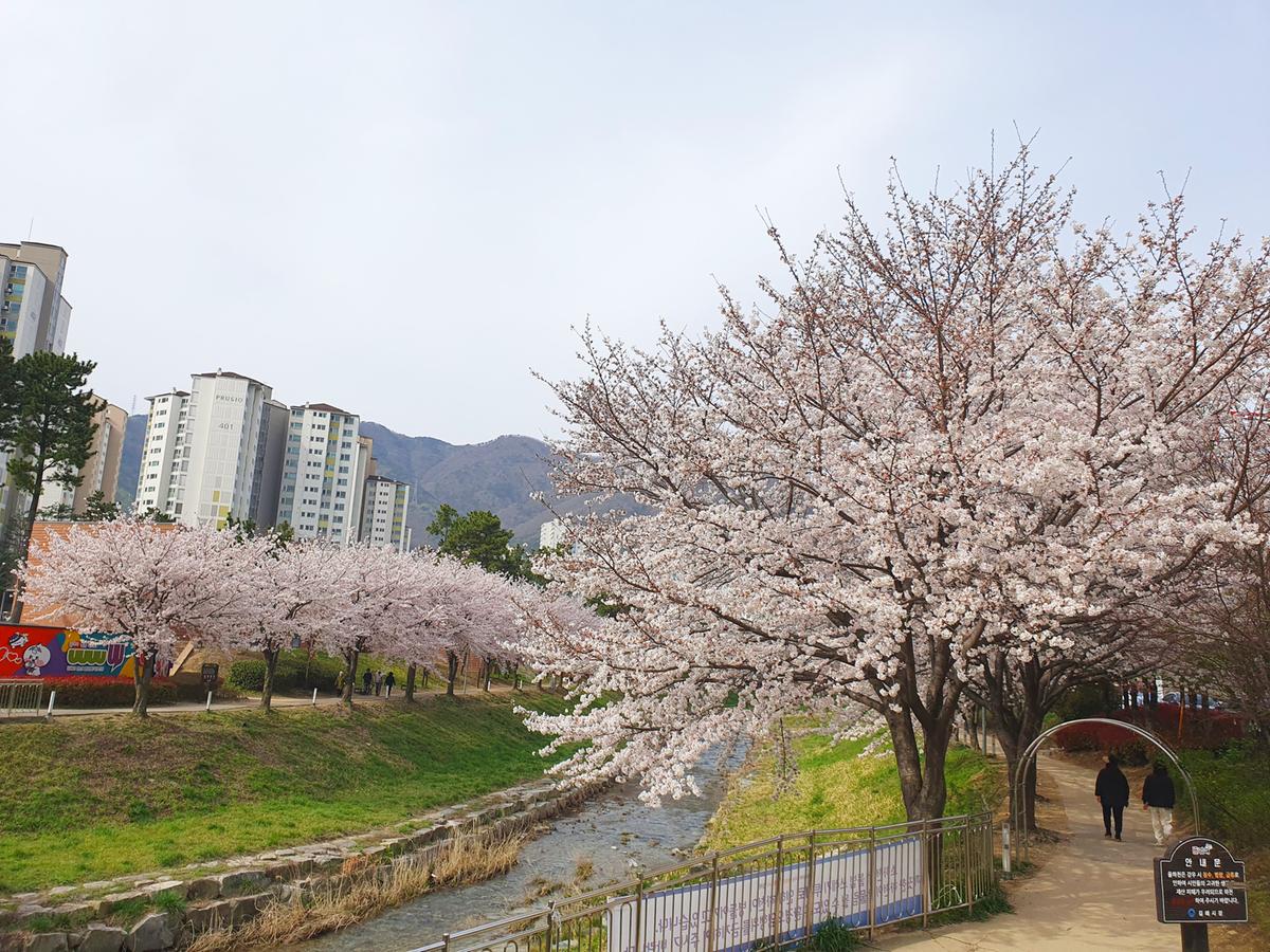 율하천 벚꽃길 수정