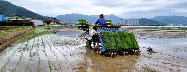 김해시 올해 '첫 모내기'