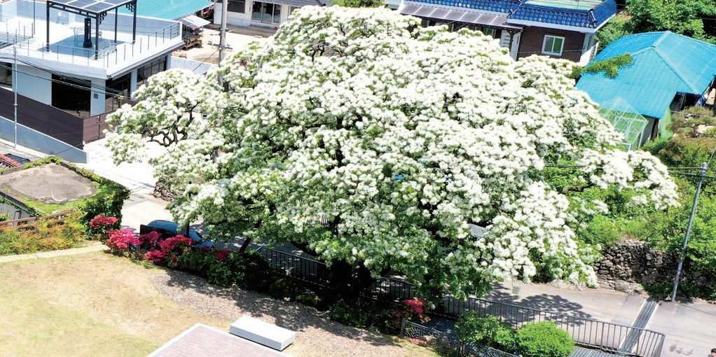 김해 신천리 이팝나무