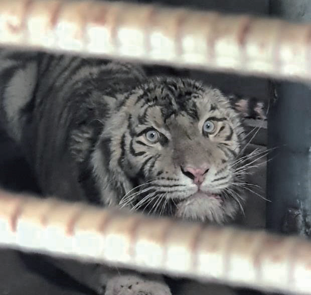 부경동물원 사자, 호랑이 강릉 소재 민간 동물원 '쌍둥이동물원' 이송