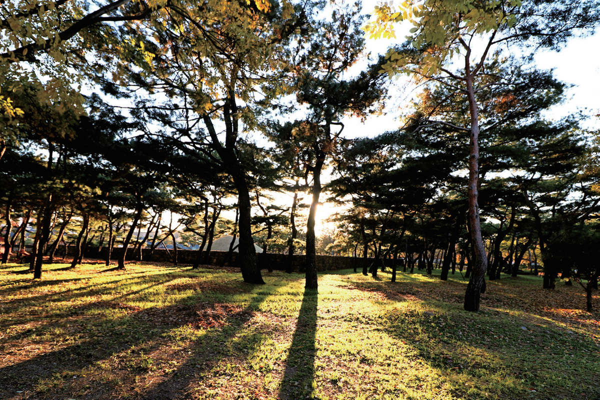 수로왕릉 소나무숲