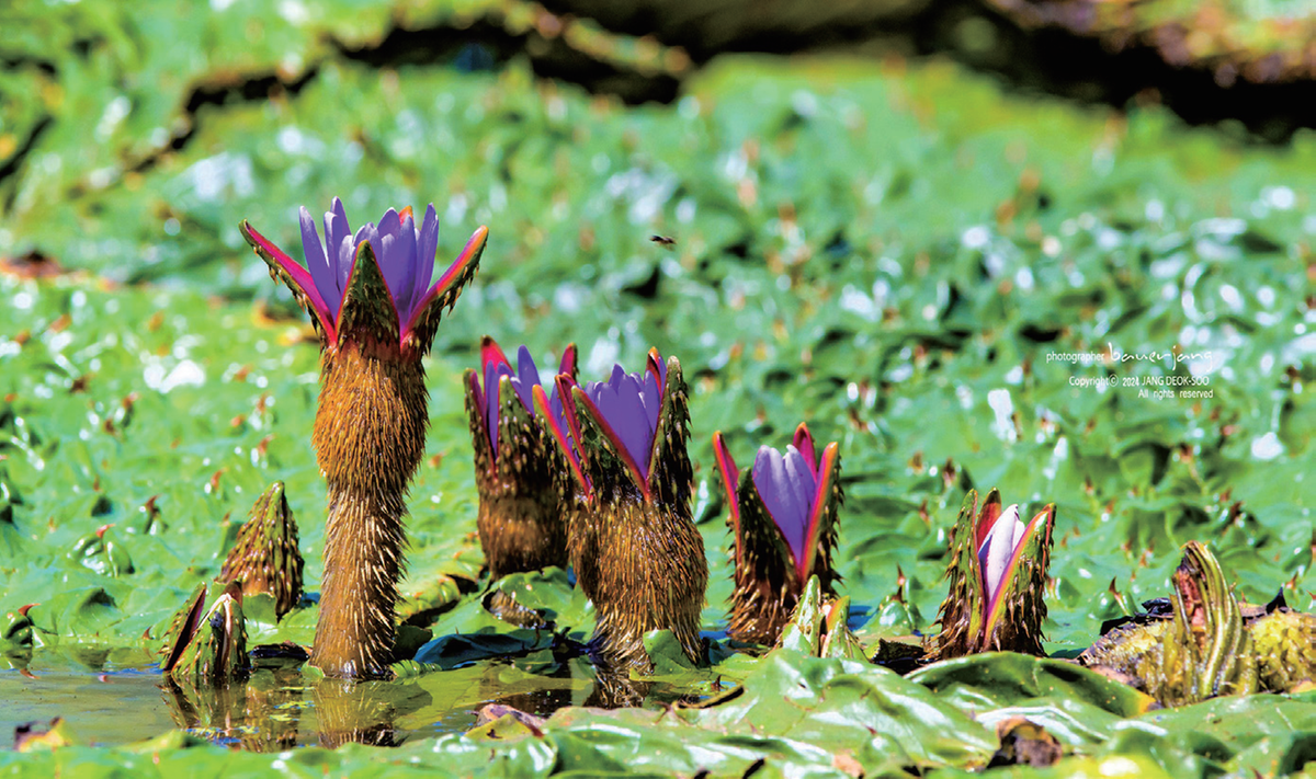 멸종위기종 2급 야생식물 '가시연꽃'