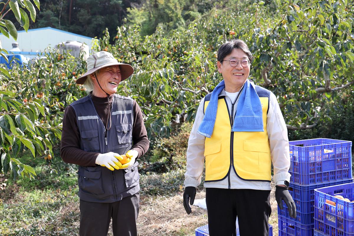 단감농가 일손돕기0