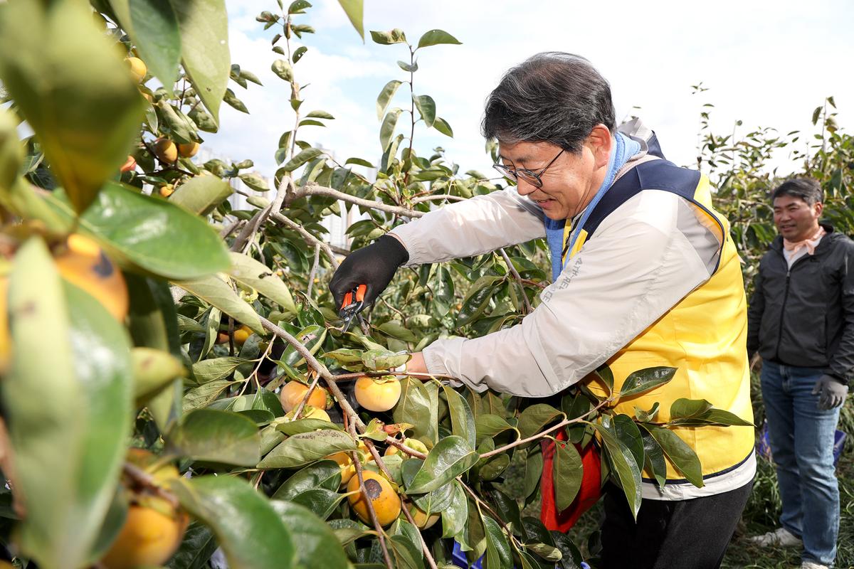 단감농가 일손돕기2