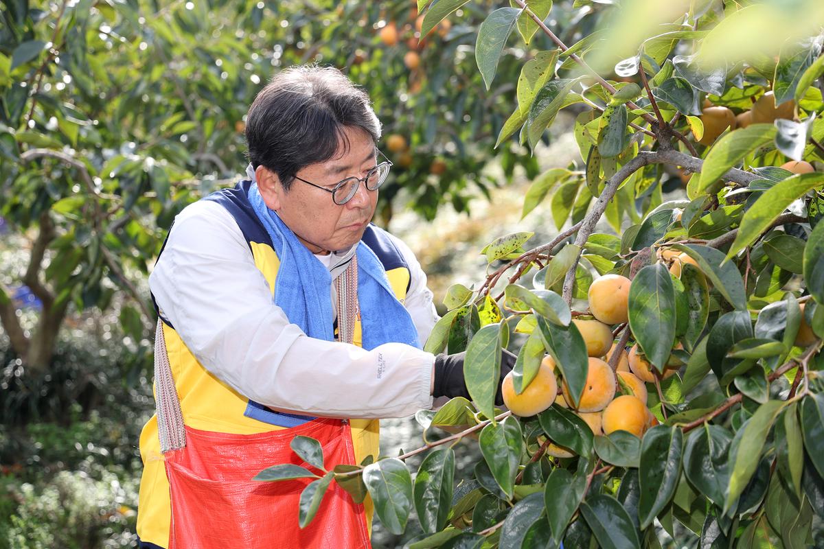 단감농가 일손돕기3