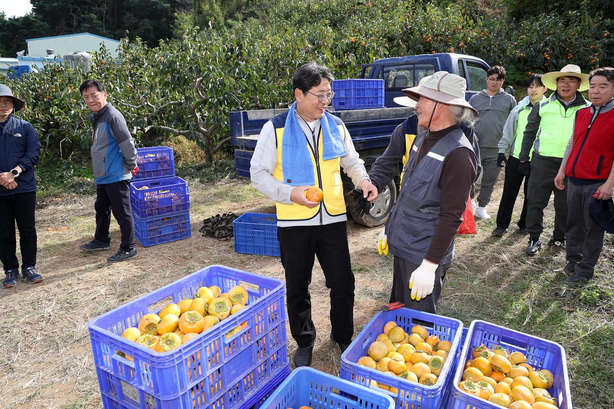 단감농가 일손돕기4