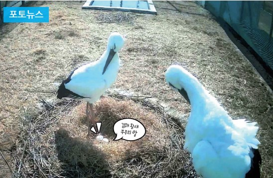 김해 황새 부부 첫 산란0