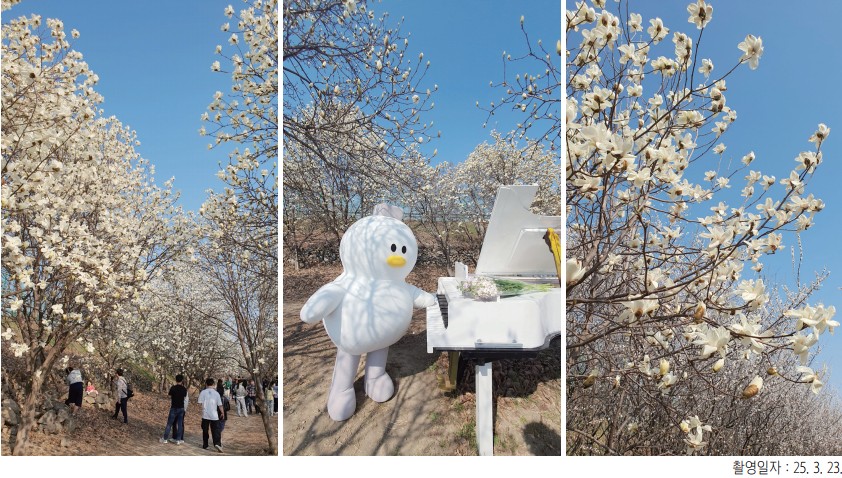 김해 흥동 목련숲, 고귀한 아름다움 만개0