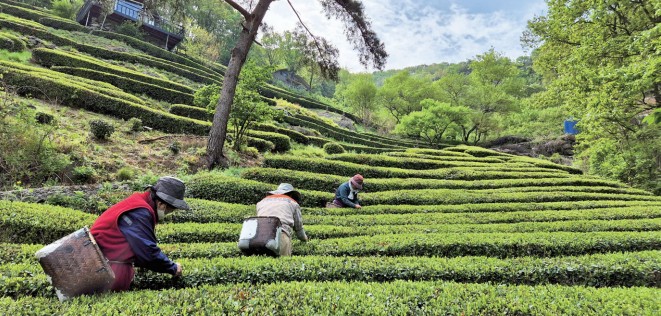 김해 장군차 햇차 수확 시작0