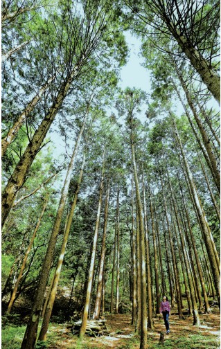 편백숲에 마음을 맡기다0