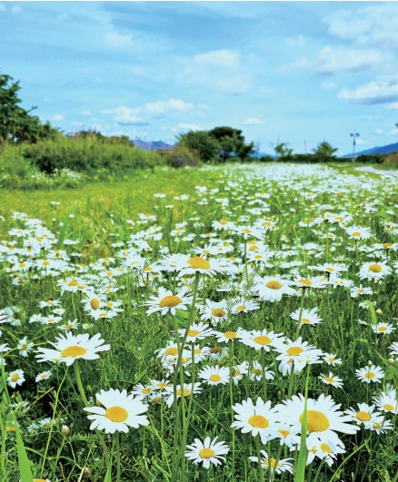 샤스타데이지, 순백의 풍경0
